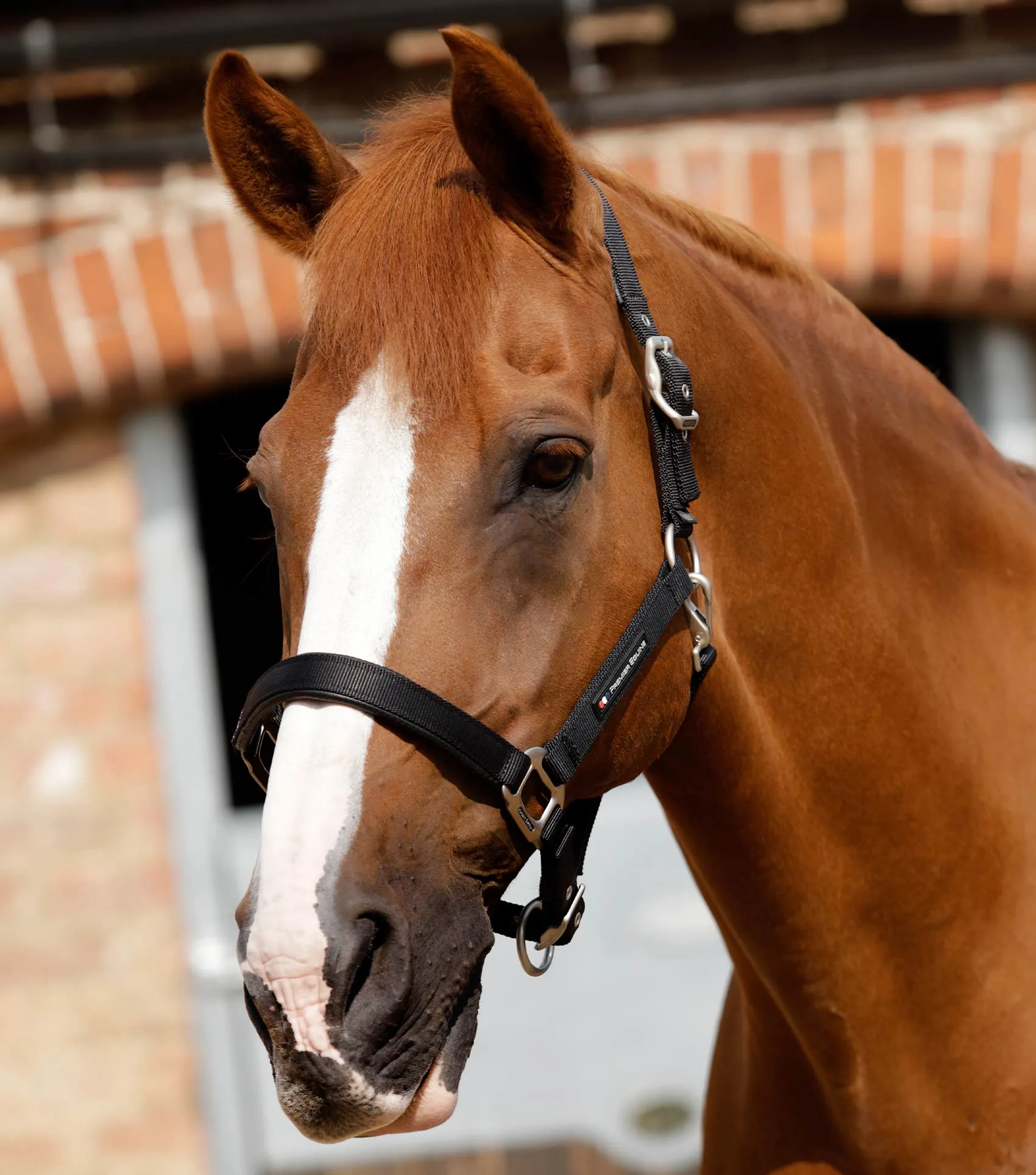 Plain Padded Horse Head Collar Black